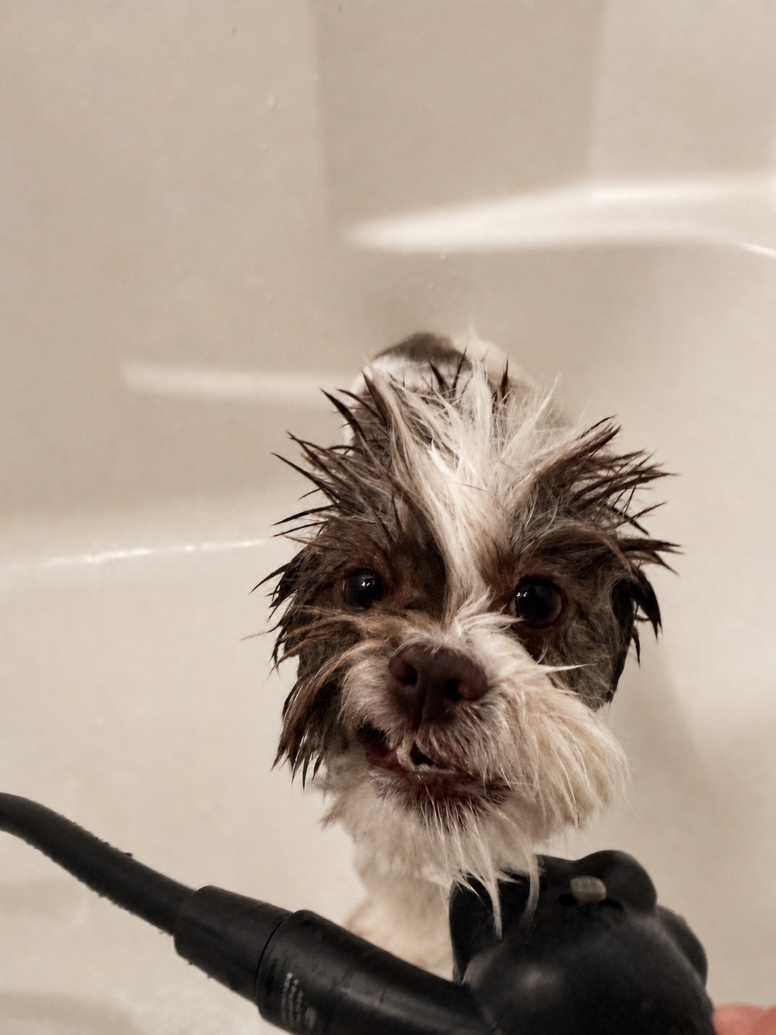 A small dog looking toward the camera