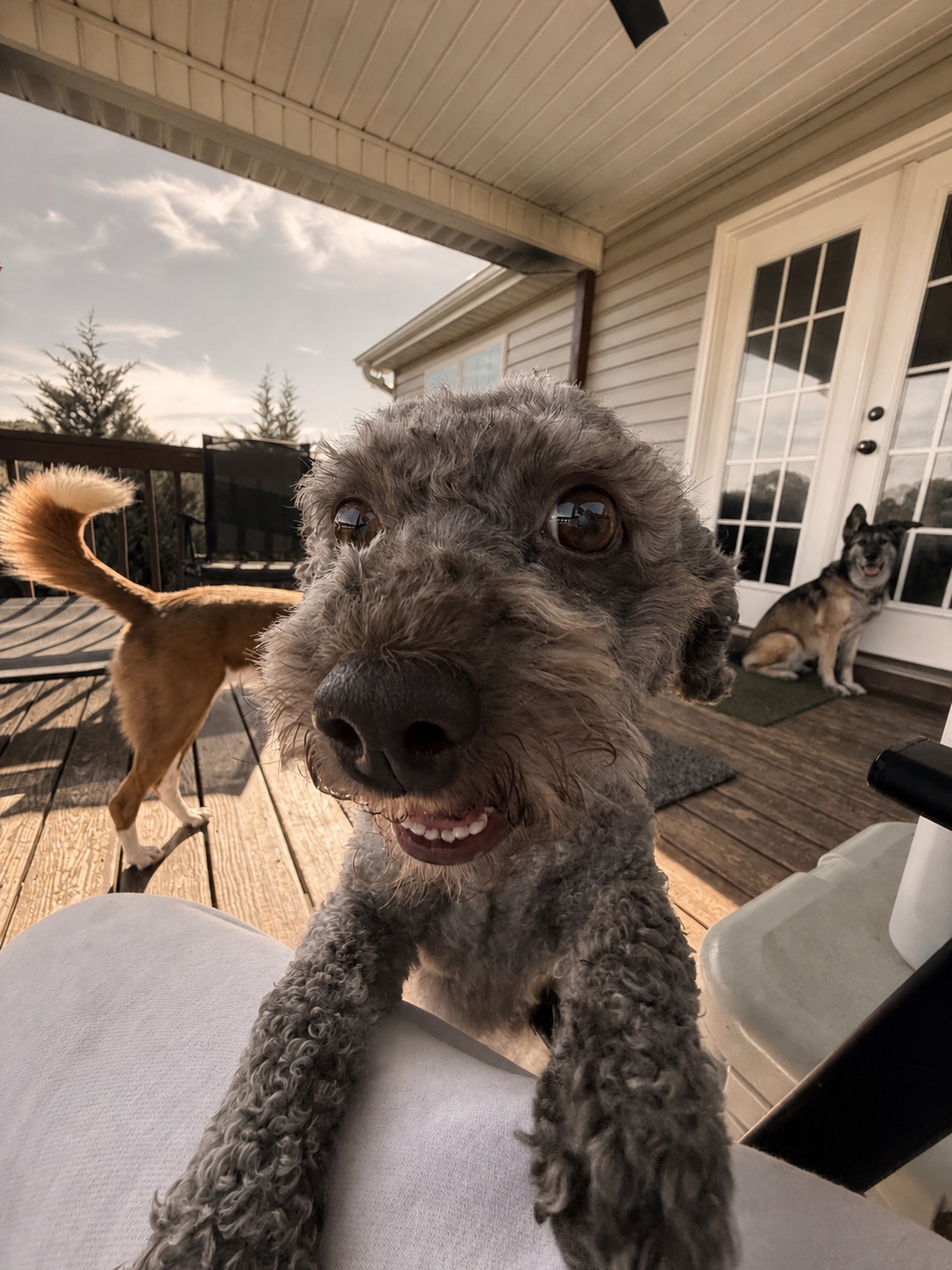 A cheerful gray dog outside with friends