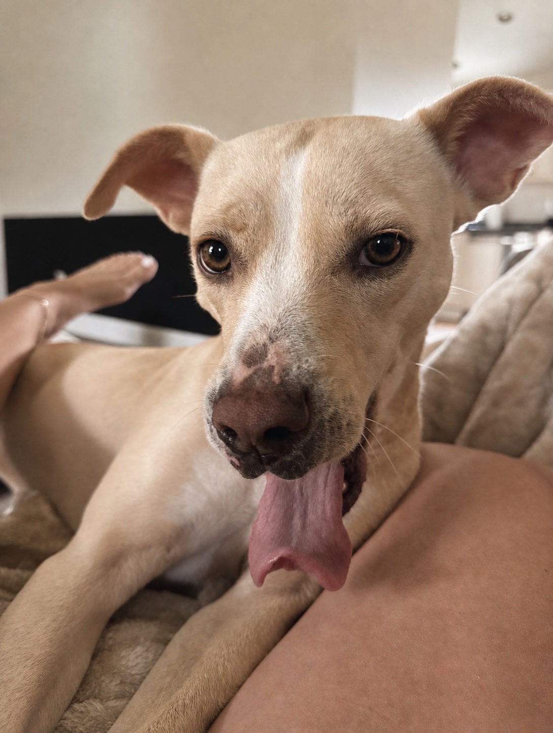 A tan dog relaxing at home