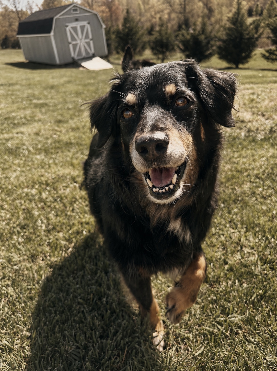 A happy dog spending time outside