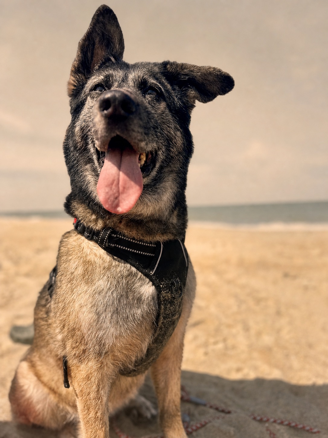 Koby smiling on the beach