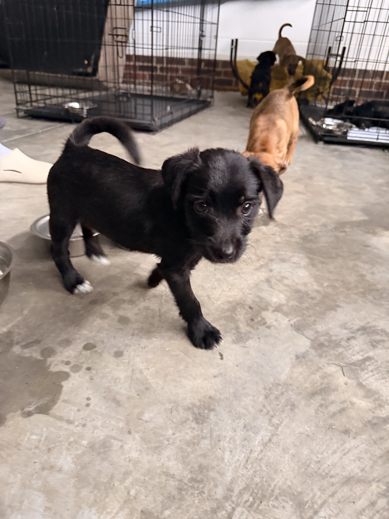 A small black rescue puppy approaching the camera
