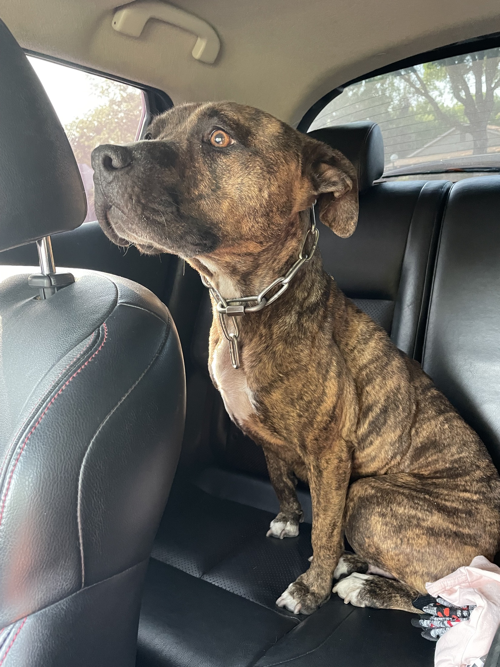 A brindle rescue dog sitting in the back seat of a car