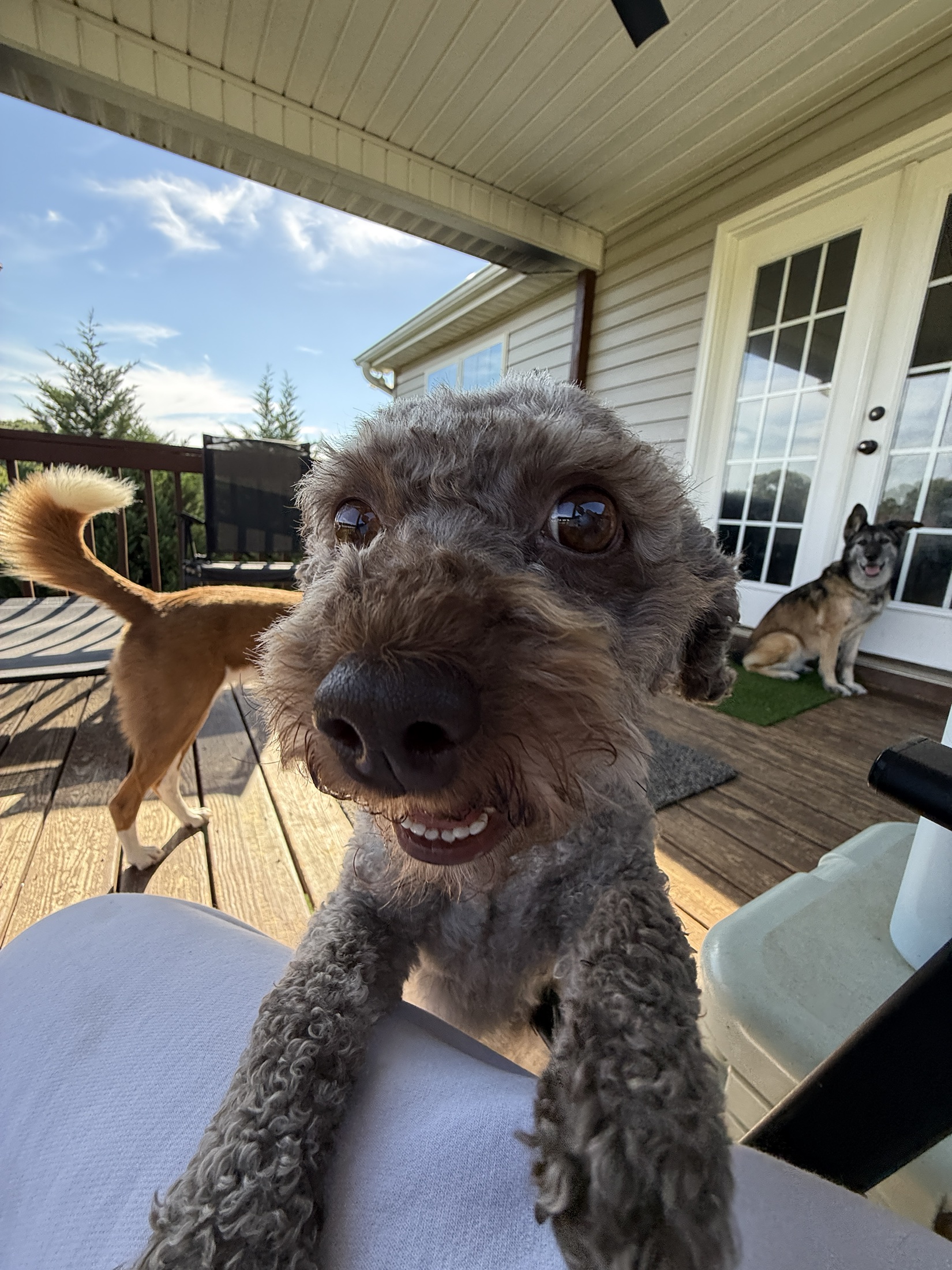 A cheerful gray rescue dog visiting on the porch