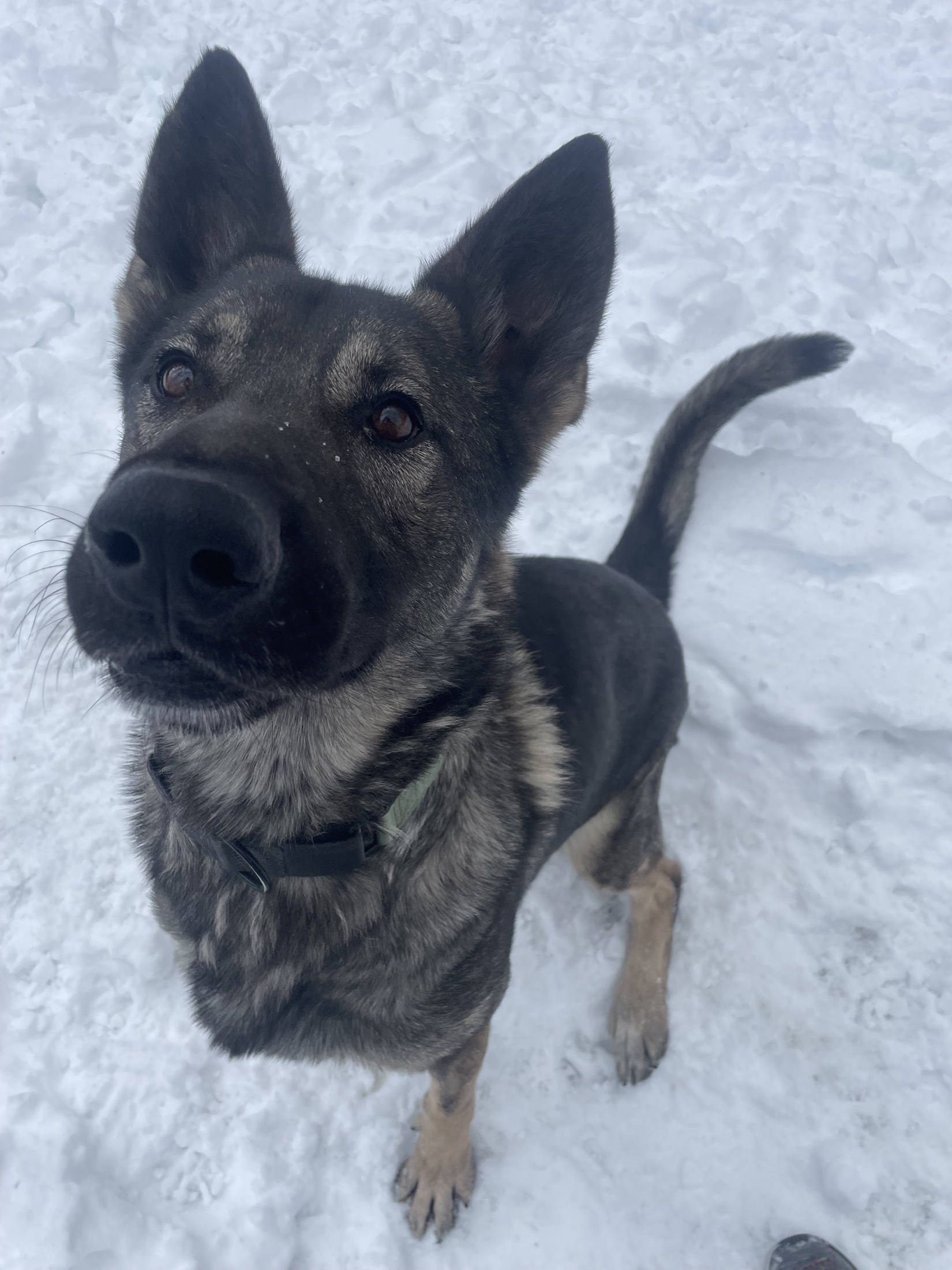 A dark rescue dog looking up while standing in the snow