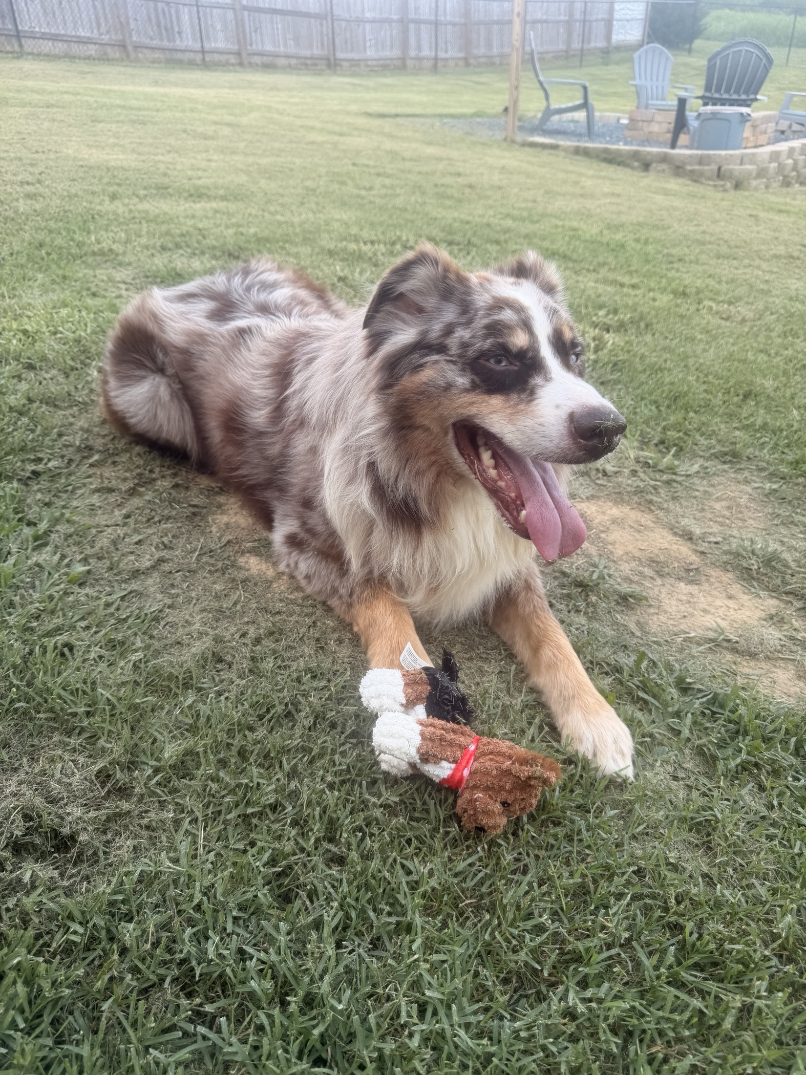 A merle rescue dog relaxing outside with a toy