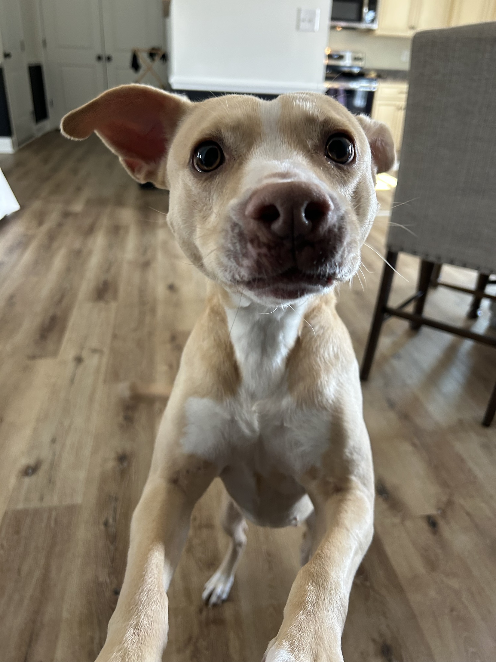A tan rescue dog greeting the camera at home