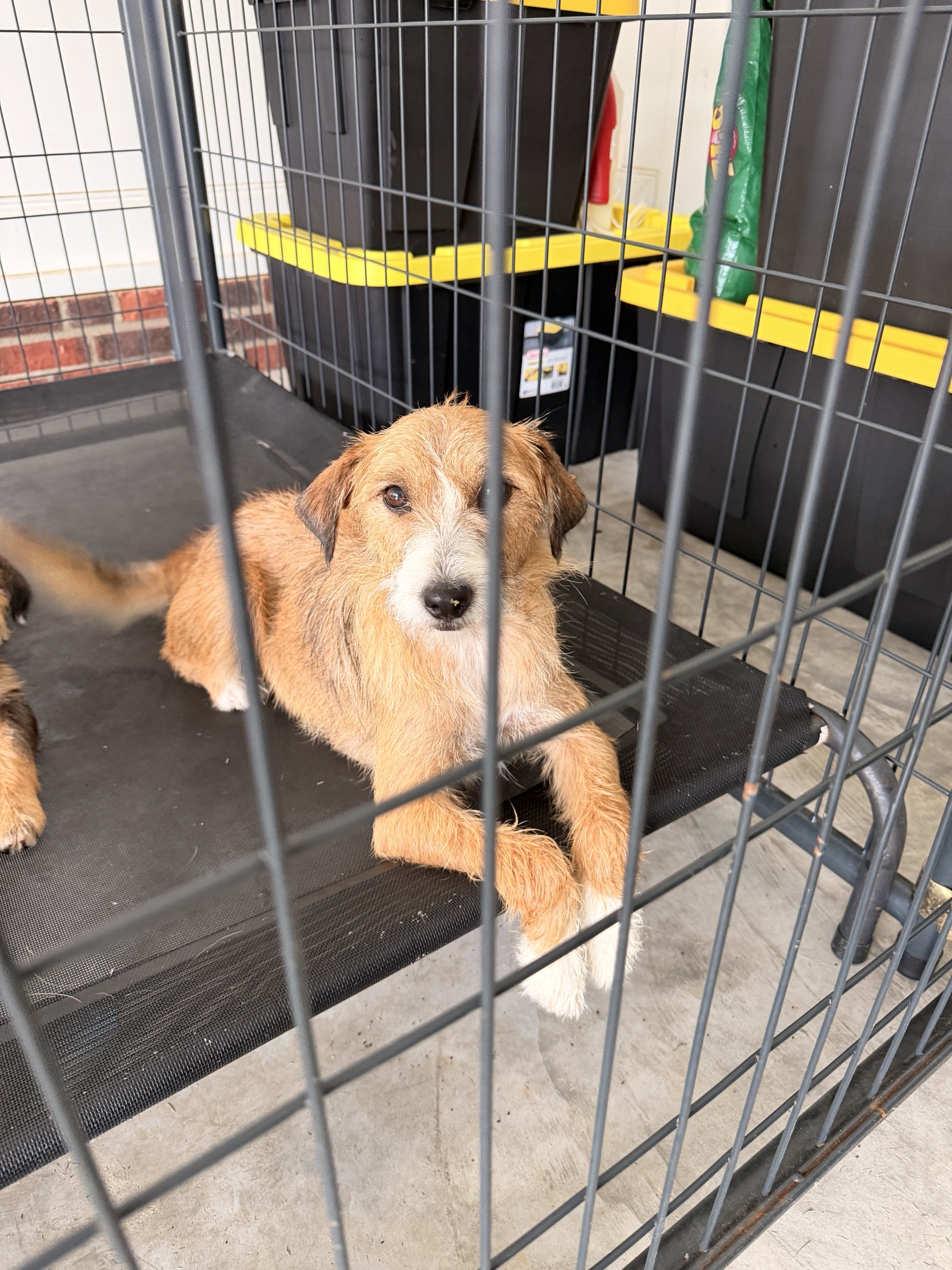 A tan wiry-haired rescue dog resting in a kennel