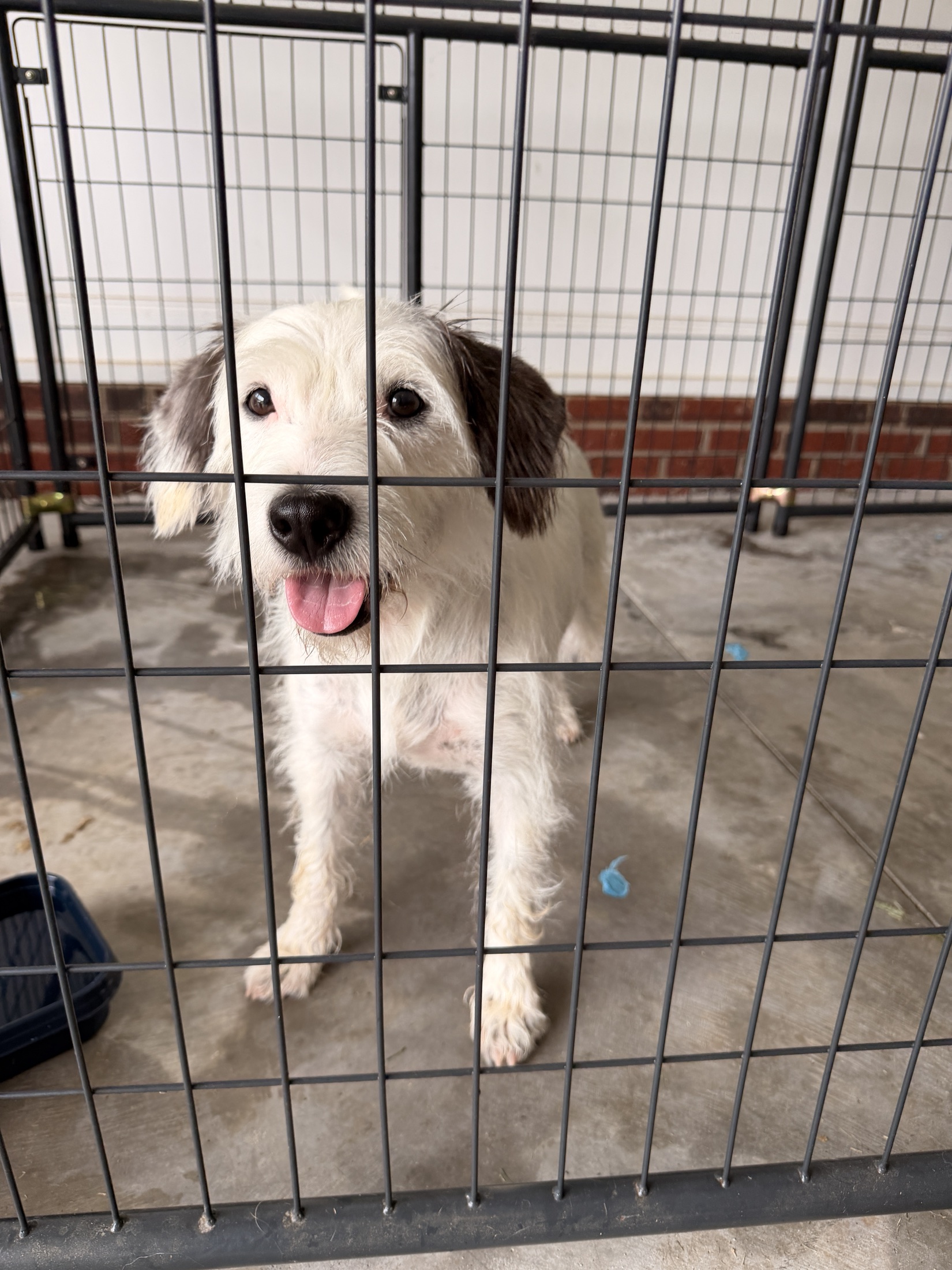 A white and brown rescue dog looking through a kennel gate